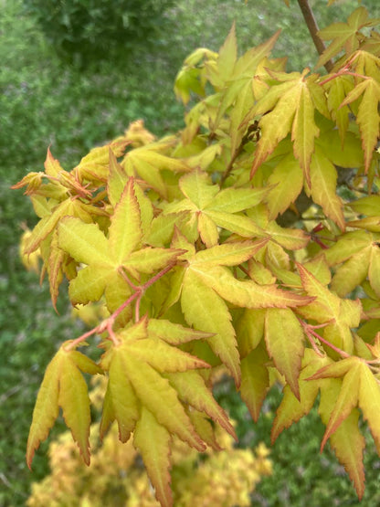 Acer palmatum 'Sunburst' EXCLUSIVE GARDEN TREASURES NEW RELEASE - RARE!!!