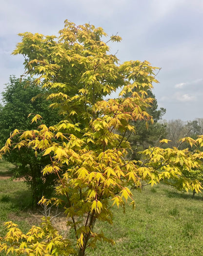 Acer palmatum 'Sunburst' EXCLUSIVE GARDEN TREASURES NEW RELEASE - RARE!!!