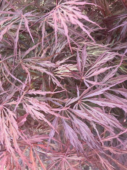 Acer palmatum 'Octopus'