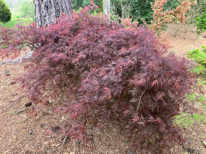 Acer palmatum 'Octopus'
