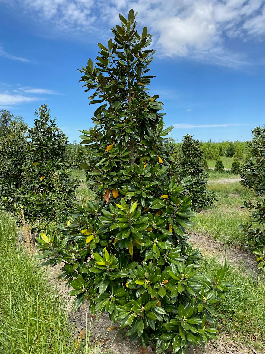 Magnolia grandiflora 'Carolina Compact'
