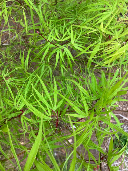 Acer palmatum 'Koto No Ito'