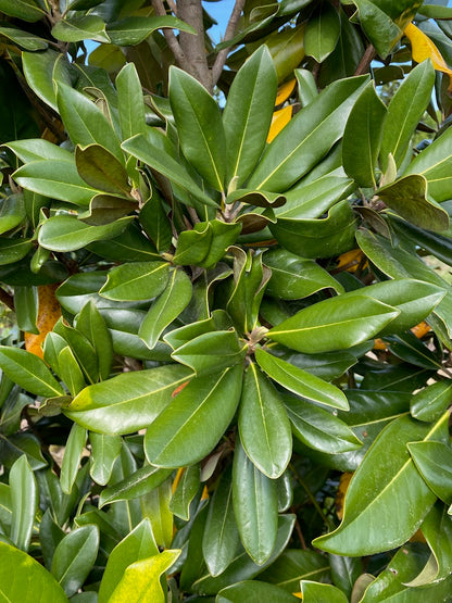 Magnolia grandiflora 'Carolina Compact'