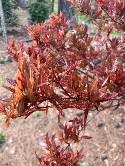 Acer palmatum 'Beni Hagoromo' Red Feather Leaf Japanese Maple