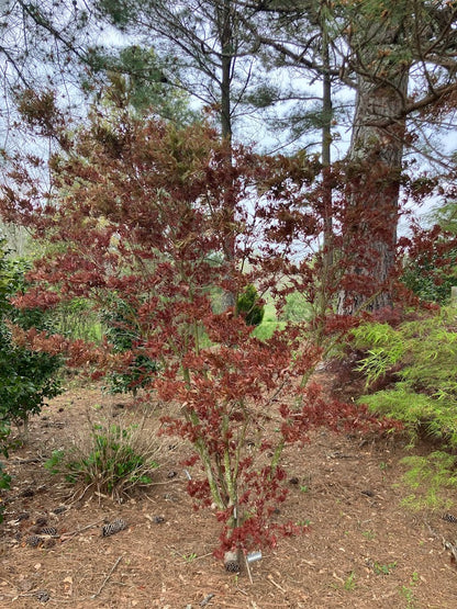 Acer palmatum 'Beni Hagoromo' Red Feather Leaf Japanese Maple