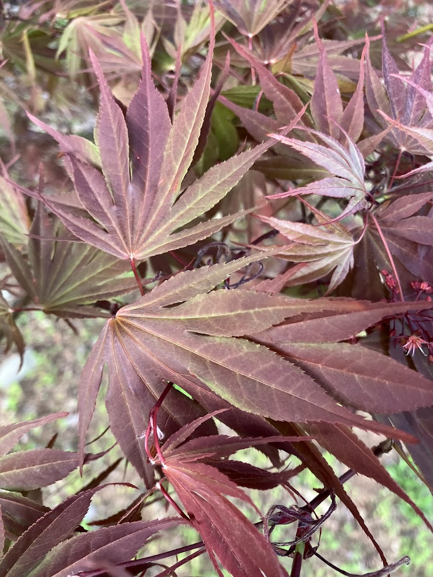 Acer shirasawanum "Red Dawn'