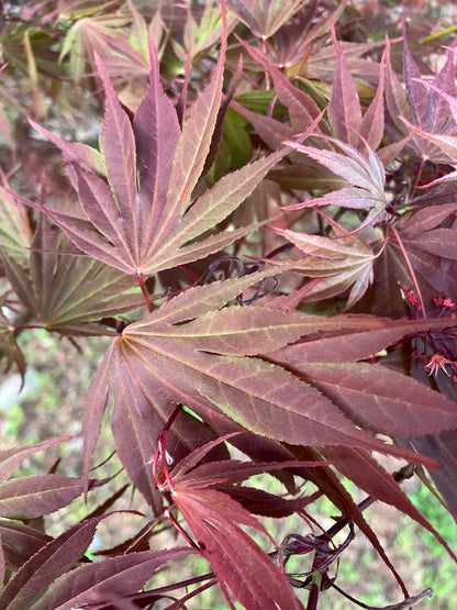 Acer shirasawanum "Red Dawn'