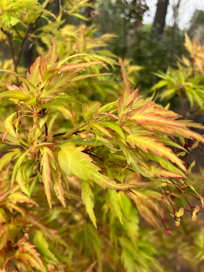 Acer palmatum 'Orange Hagoromo'