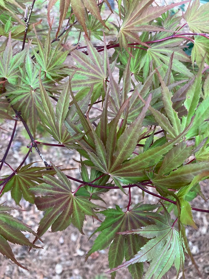 Acer palmatum 'Kinran' Japanese Maple