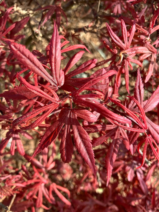 Acer palmatum 'Carli's Corner Broom' Red Dwarf Japanese Maple