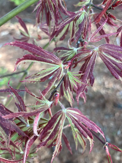 Acer palmatum 'Beni Shi En'