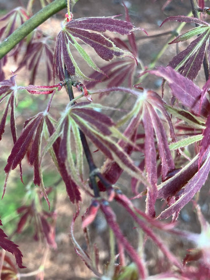 Acer palmatum 'Beni Shi En'