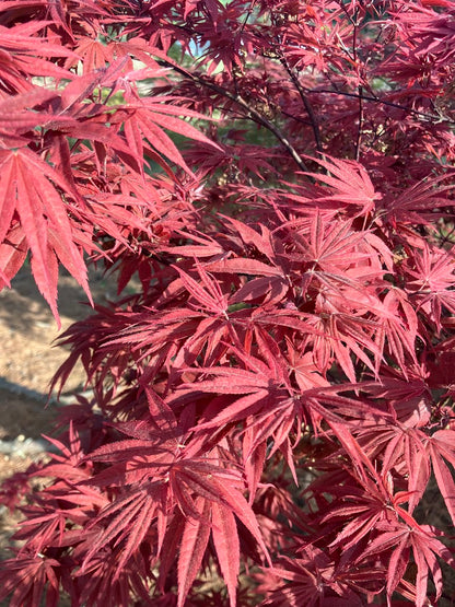 Acer palmatum 'Pixie'
