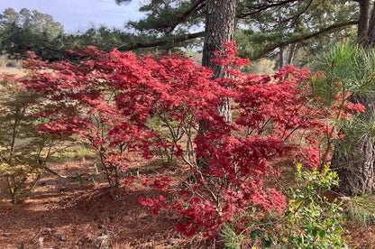 Acer palmatum 'Pixie'