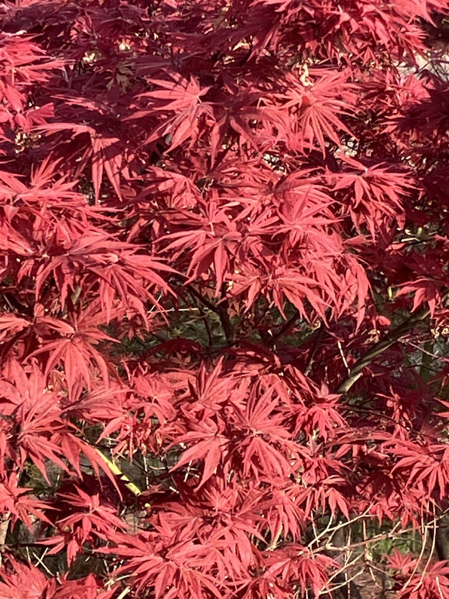 Acer palmatum 'Pixie'