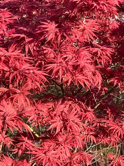 Acer palmatum 'Pixie'