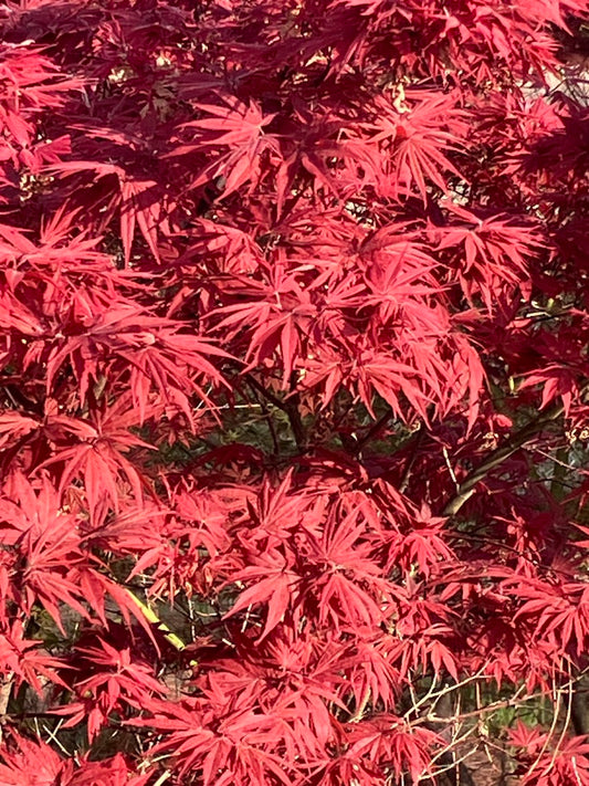 Acer palmatum 'Pixie'