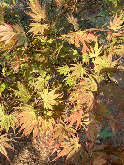 Acer palmatum 'Azuma Murasaki'