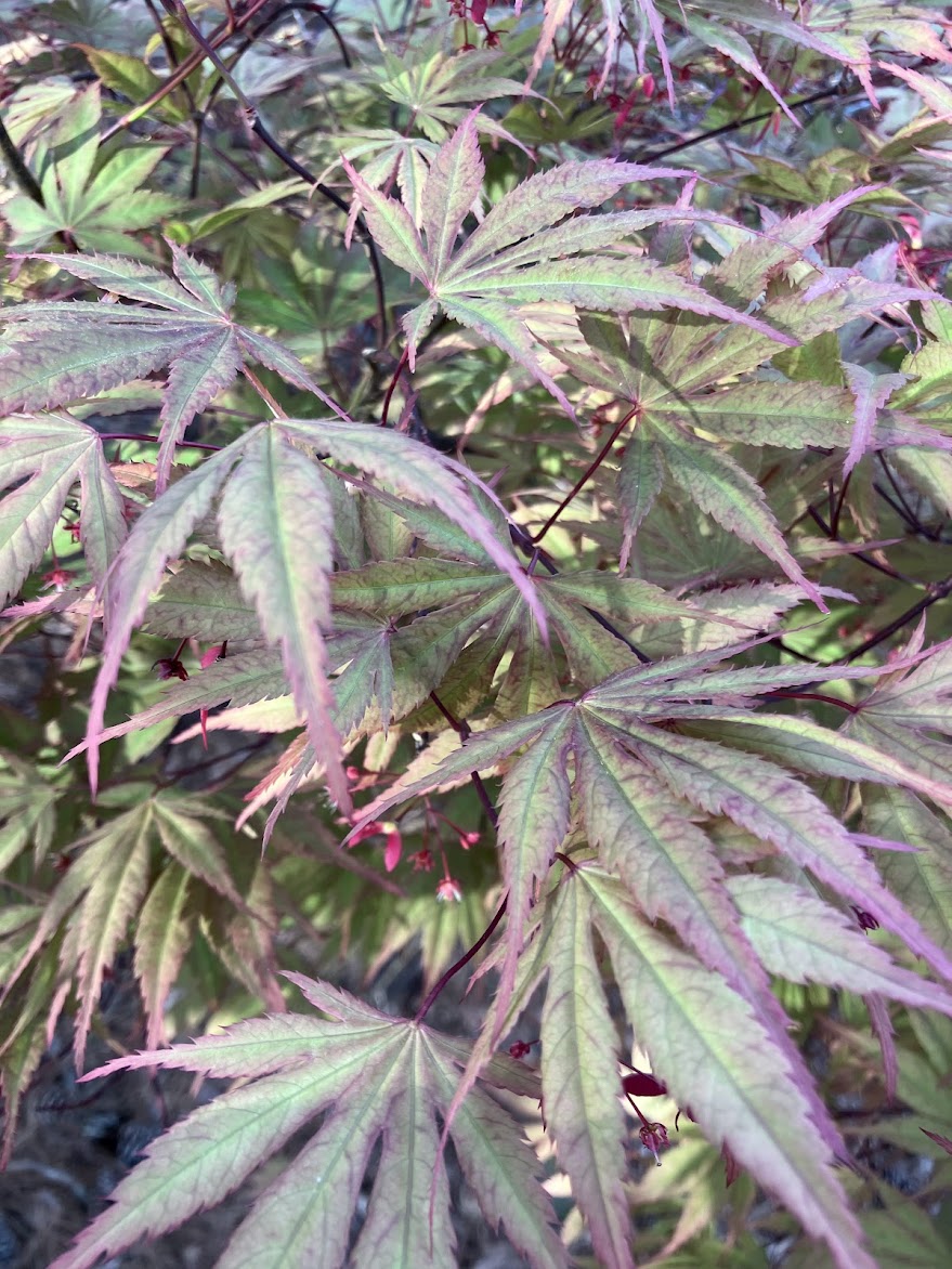 Acer palmatum 'Chitoseyama'