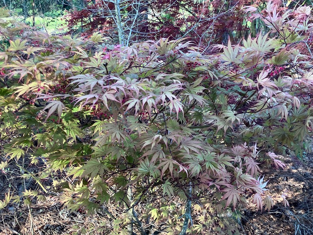 Acer palmatum 'Chitoseyama'