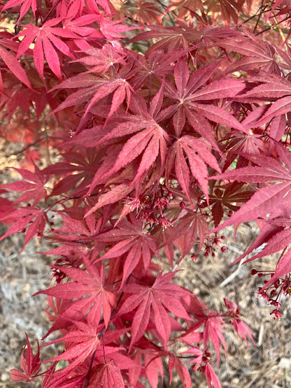 Acer palmatum 'Inazuma'