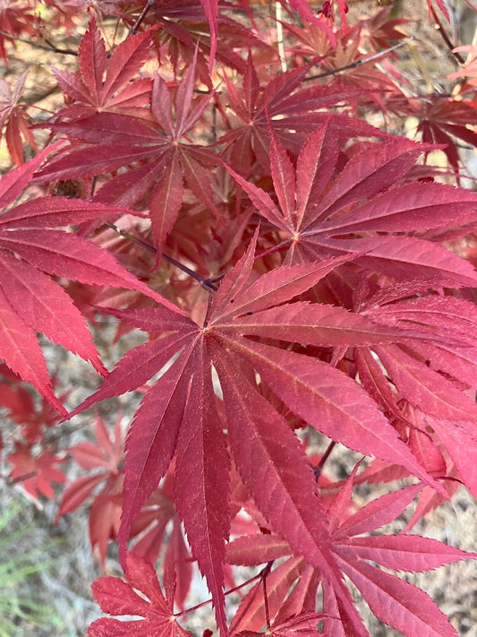 Acer palmatum 'Inazuma'