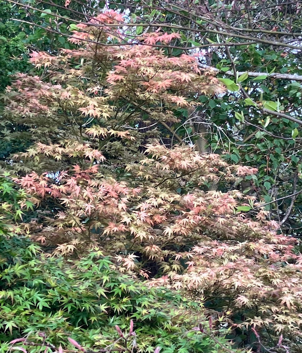 Acer palmatum 'Peaches and Cream'