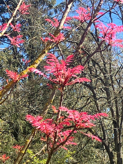 Toona (Cedrela) sinensis 'Flamingo' Chinese Mahogany Tree