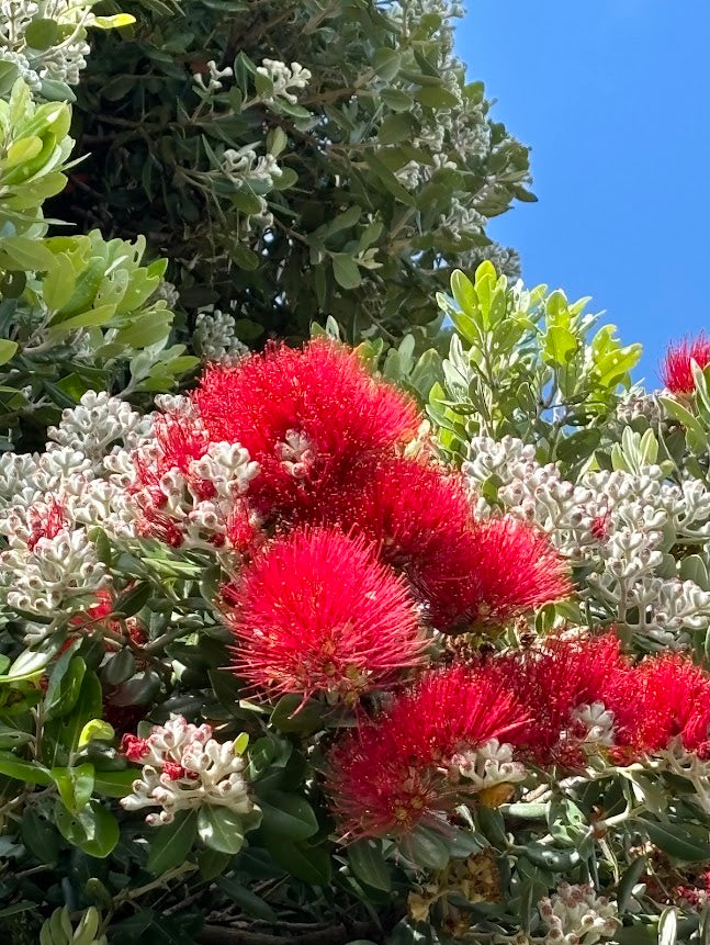 Metrosideros excelsa