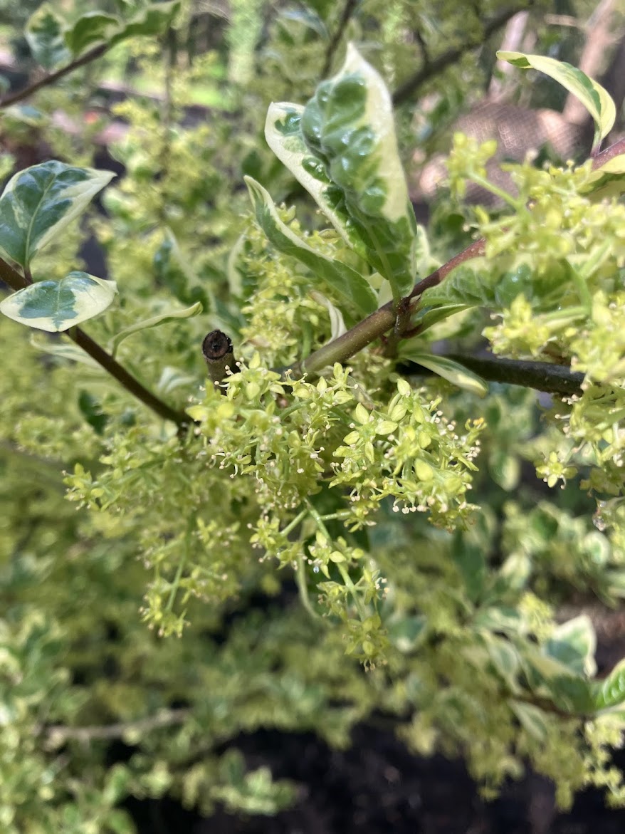 Orixa japonica 'Pearl Frost'