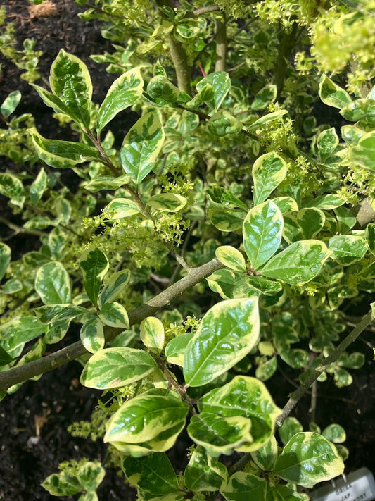 Orixa japonica 'Pearl Frost'