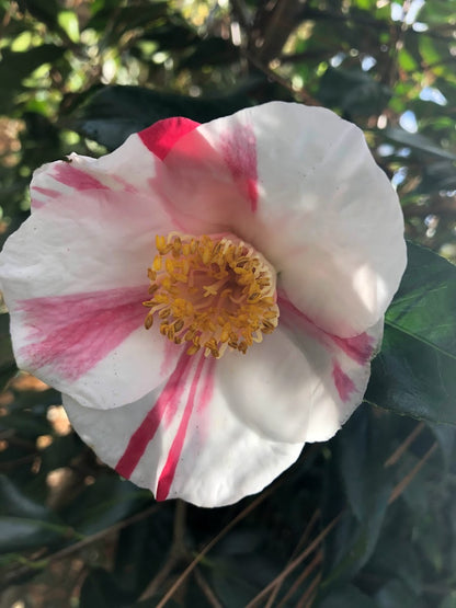 Camellia japonica "Brent Heath selection" RARE!  GARDEN TREASURES EXCLUSIVE INTRODUCTION