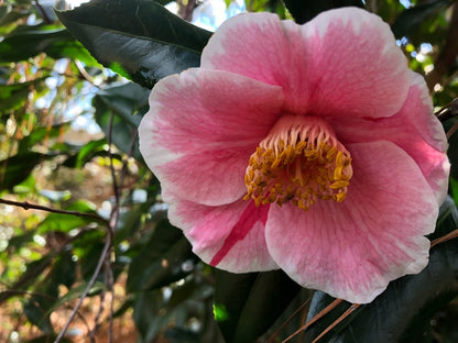 Camellia japonica "Brent Heath selection" RARE!  GARDEN TREASURES EXCLUSIVE INTRODUCTION