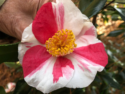 Camellia japonica "Brent Heath selection" RARE!  GARDEN TREASURES EXCLUSIVE INTRODUCTION