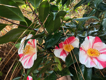 Camellia japonica "Brent Heath selection" RARE!  GARDEN TREASURES EXCLUSIVE INTRODUCTION