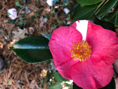Camellia japonica "Brent Heath selection" RARE!  GARDEN TREASURES EXCLUSIVE INTRODUCTION