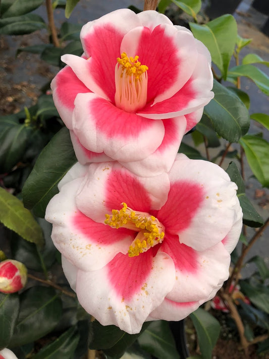 Camellia japonica 'Tama Americana'