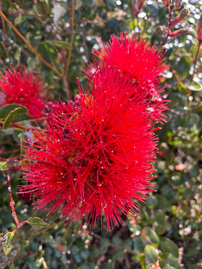 Metrosideros excelsa