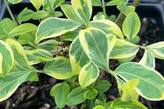Euonymus alatus "Yellow Margined"  EXTREMELY RARE!