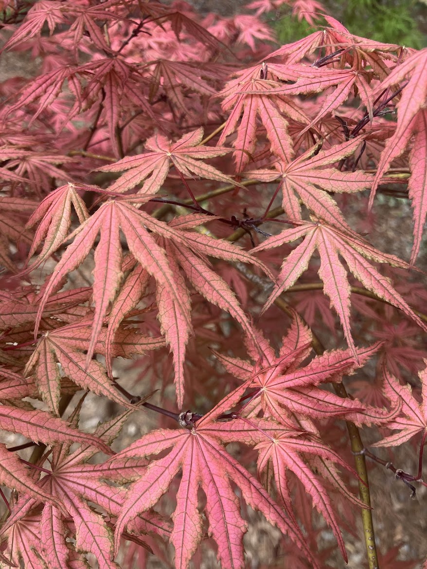 Acer palmatum 'Olsen's Frosted Strawberry'