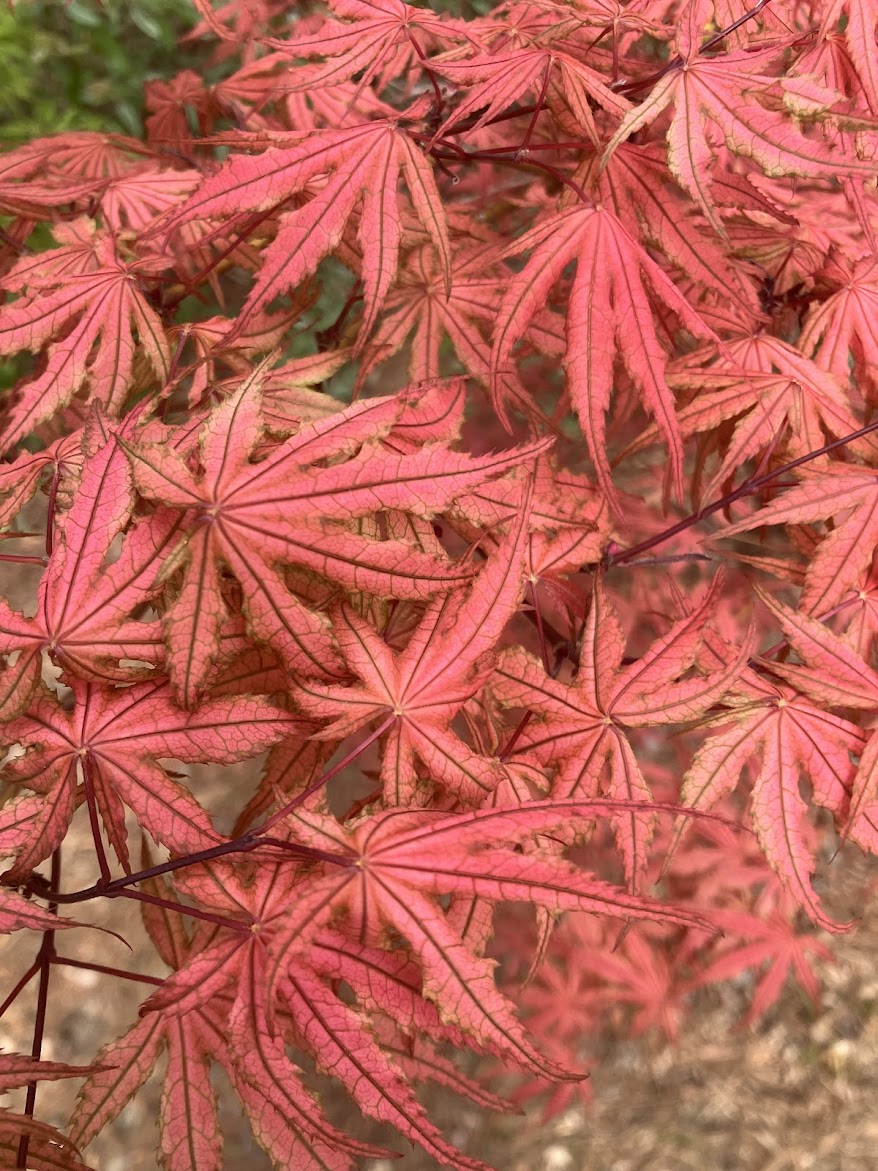 Acer palmatum 'Olsen's Frosted Strawberry'