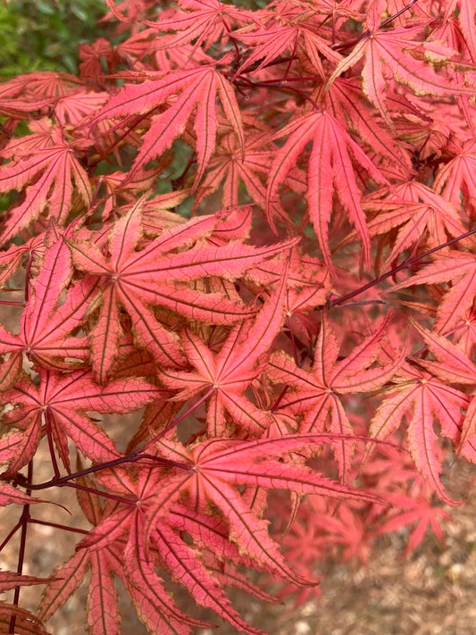 Acer palmatum 'Olsen's Frosted Strawberry'