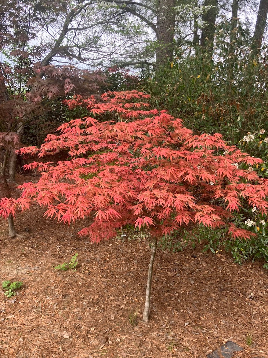 Acer palmatum 'Olsen's Frosted Strawberry'