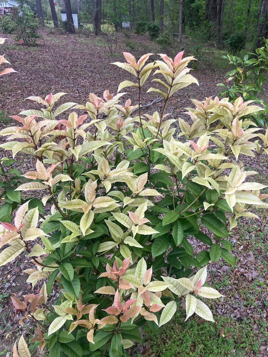 Osmanthus fragrans 'Quinnan Guifei' RARE