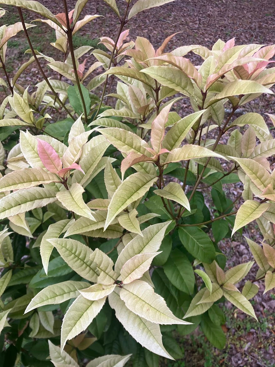 Osmanthus fragrans 'Quinnan Guifei' RARE