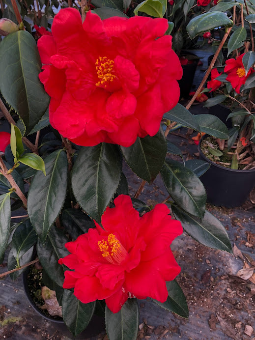 Camellia x 'Scarlet Sensation' EXCLUSIVE NEW INTRODUCTION!  RARE!!!