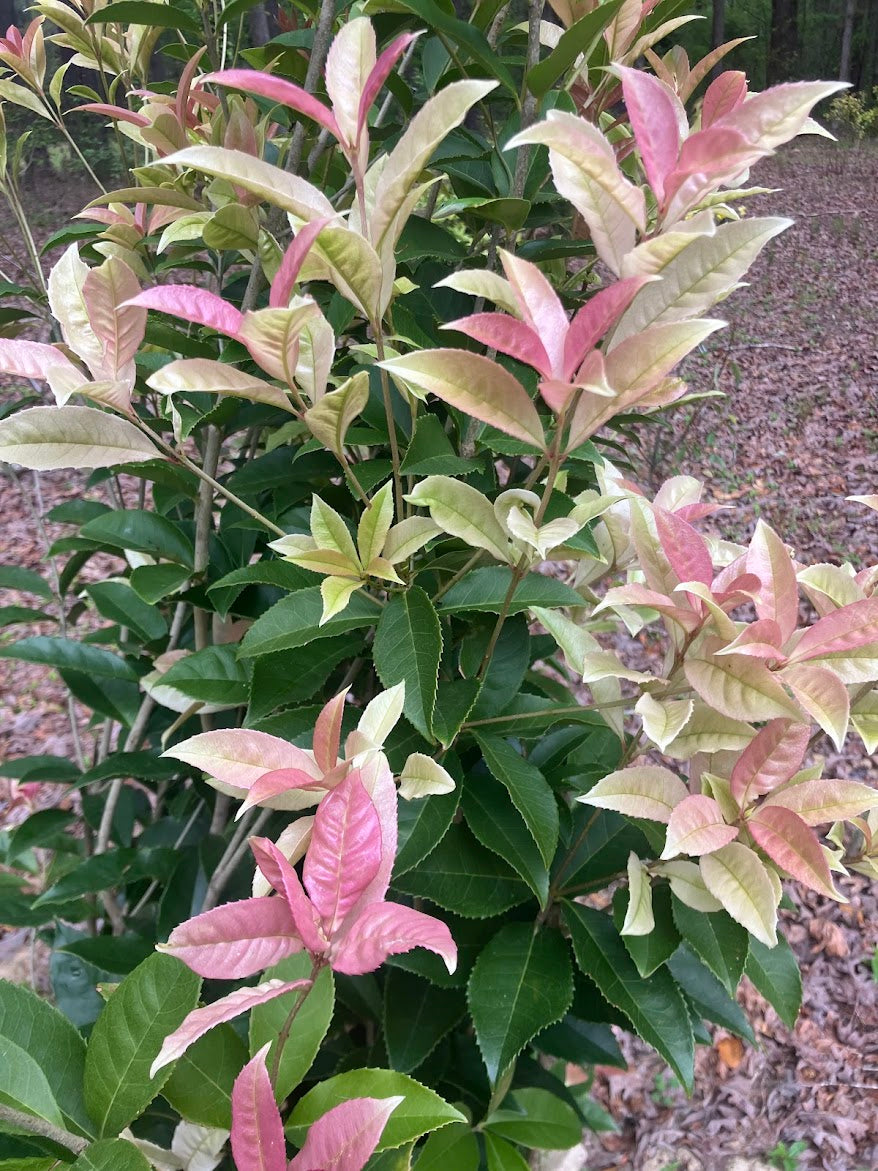 Osmanthus fragrans 'Quinnan Guifei' RARE