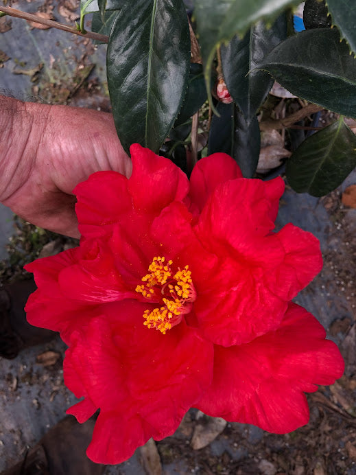 Camellia x 'Scarlet Sensation' EXCLUSIVE NEW INTRODUCTION!  RARE!!!