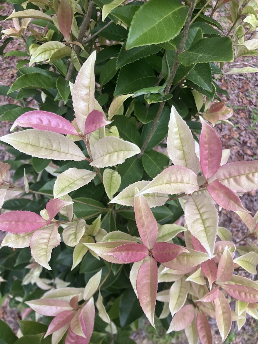 Osmanthus fragrans 'Quinnan Guifei' RARE