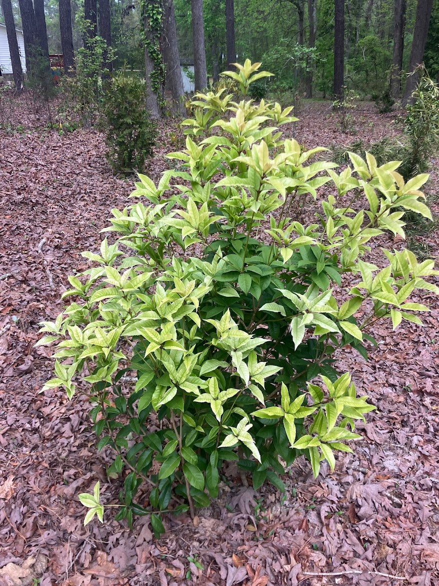 Osmanthus fragrans 'Ogon' RARE